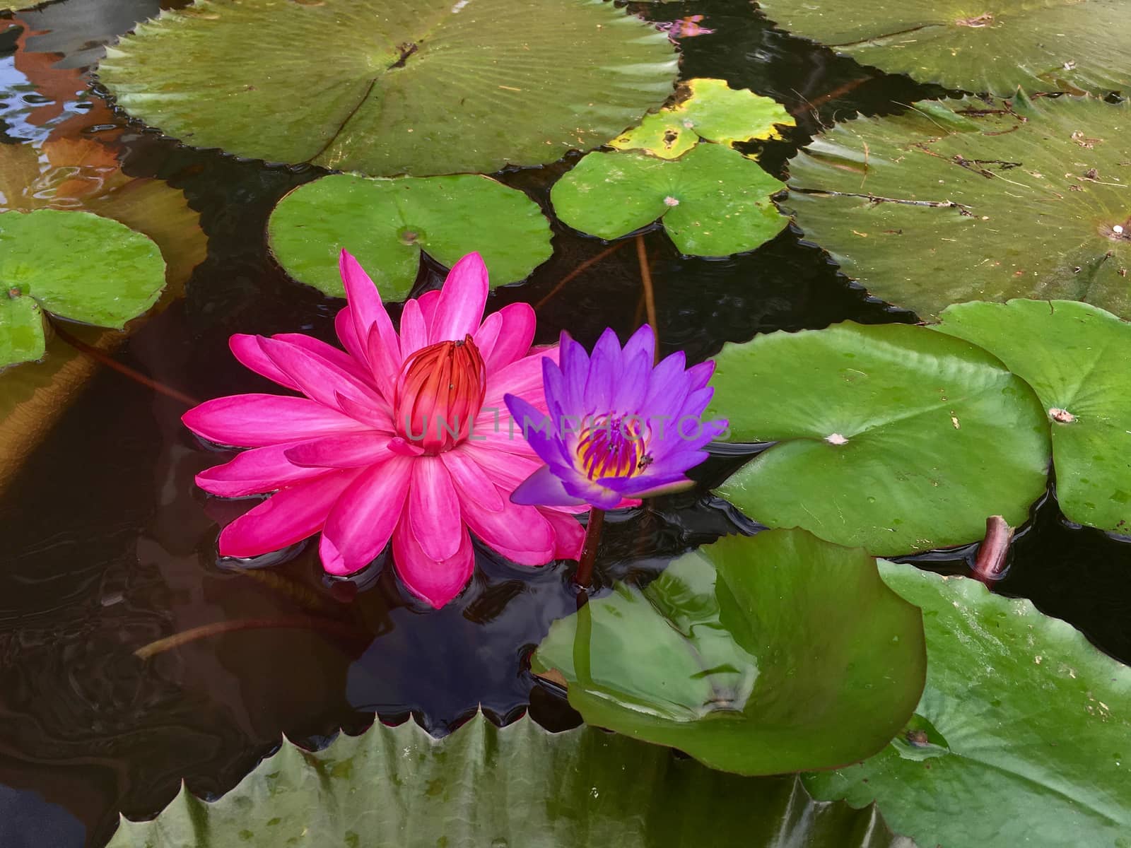 Lotus flowers on background. Pink and violet water lily closeup.