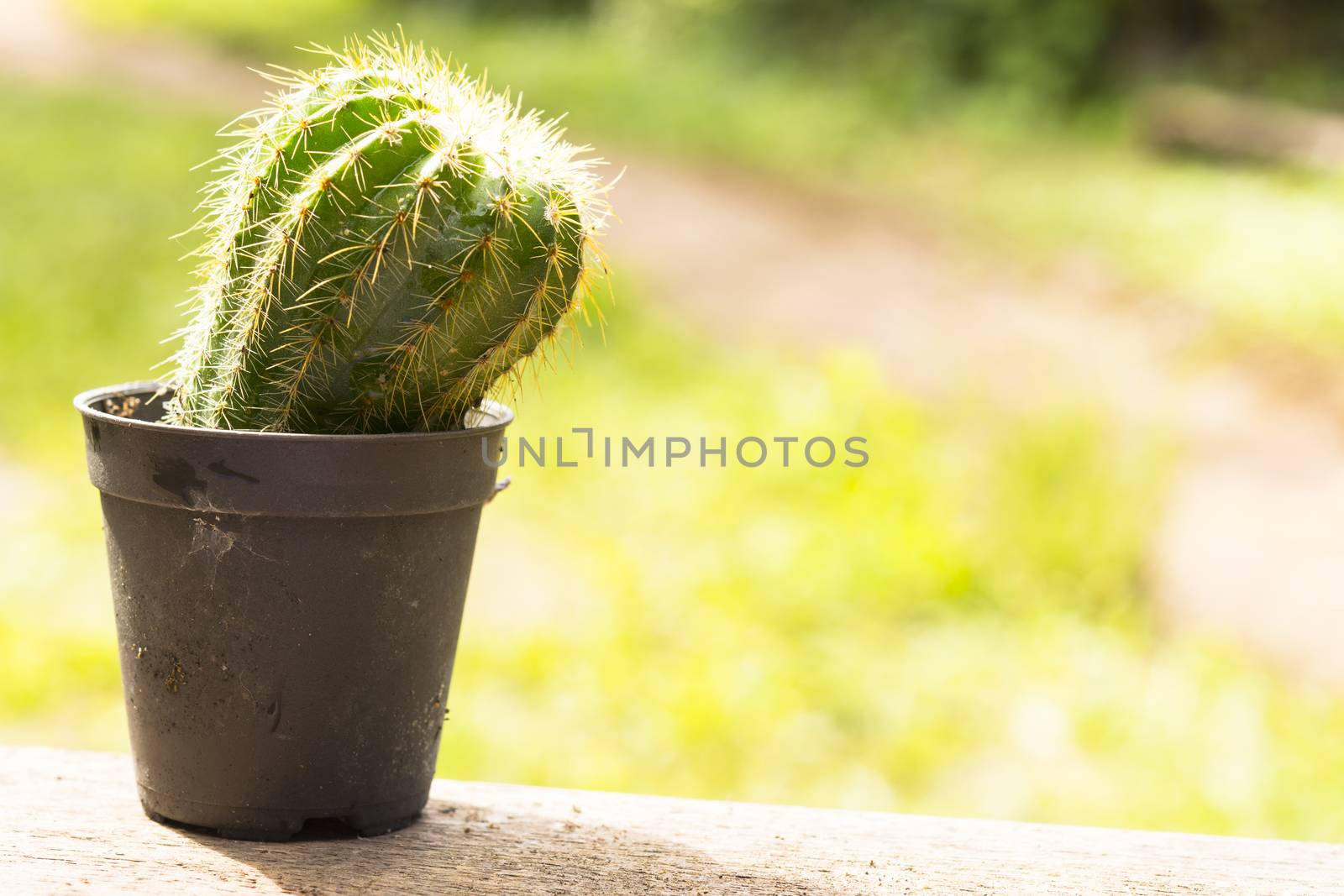Cactus pot on  wooden and green background.Close up. by engphoto