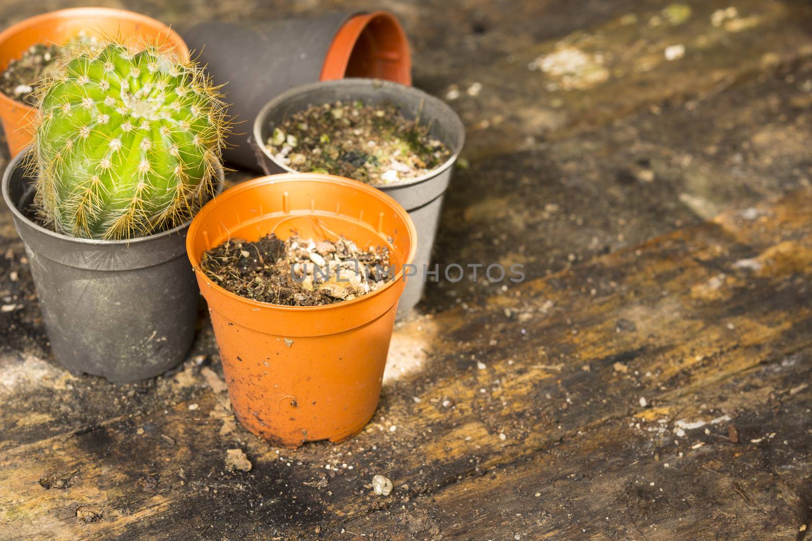 Cactus pot on old wooden table.Close up. by engphoto
