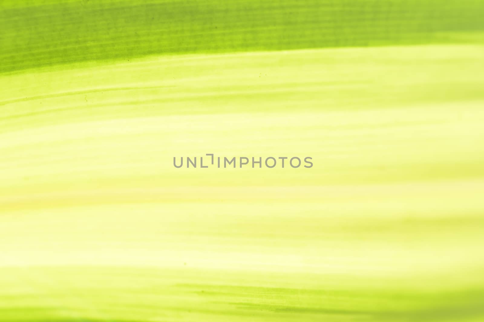 Green texture background from nature.Close up.1 by engphoto