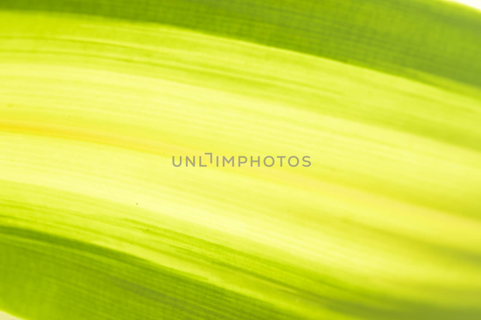 Green texture background from nature.Close up. by engphoto