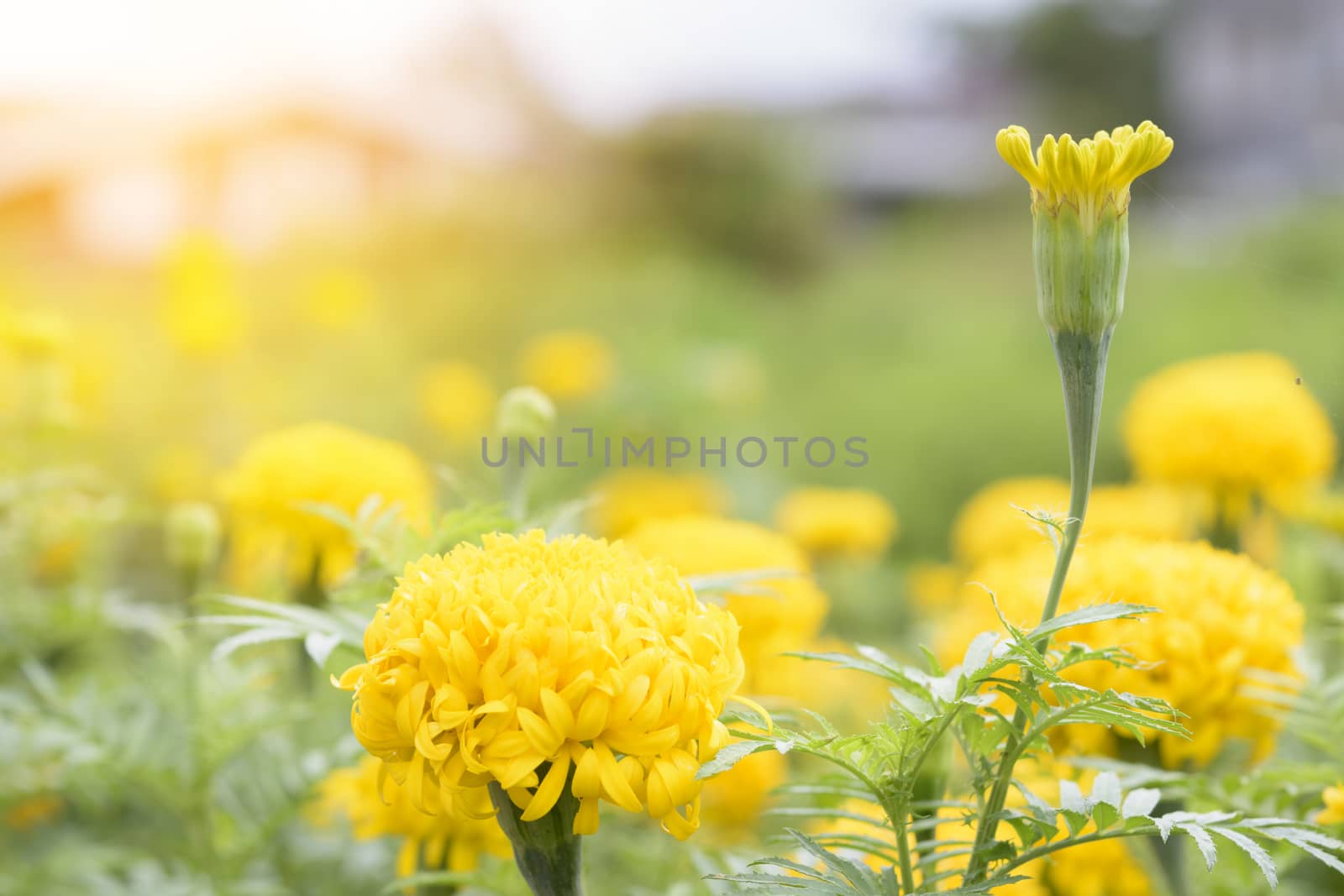 Marigolds in garden of Asian.Or yellow flower ans sun.1