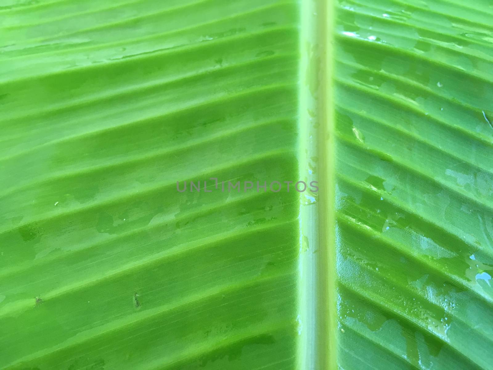 Green banana leaf texture close up.