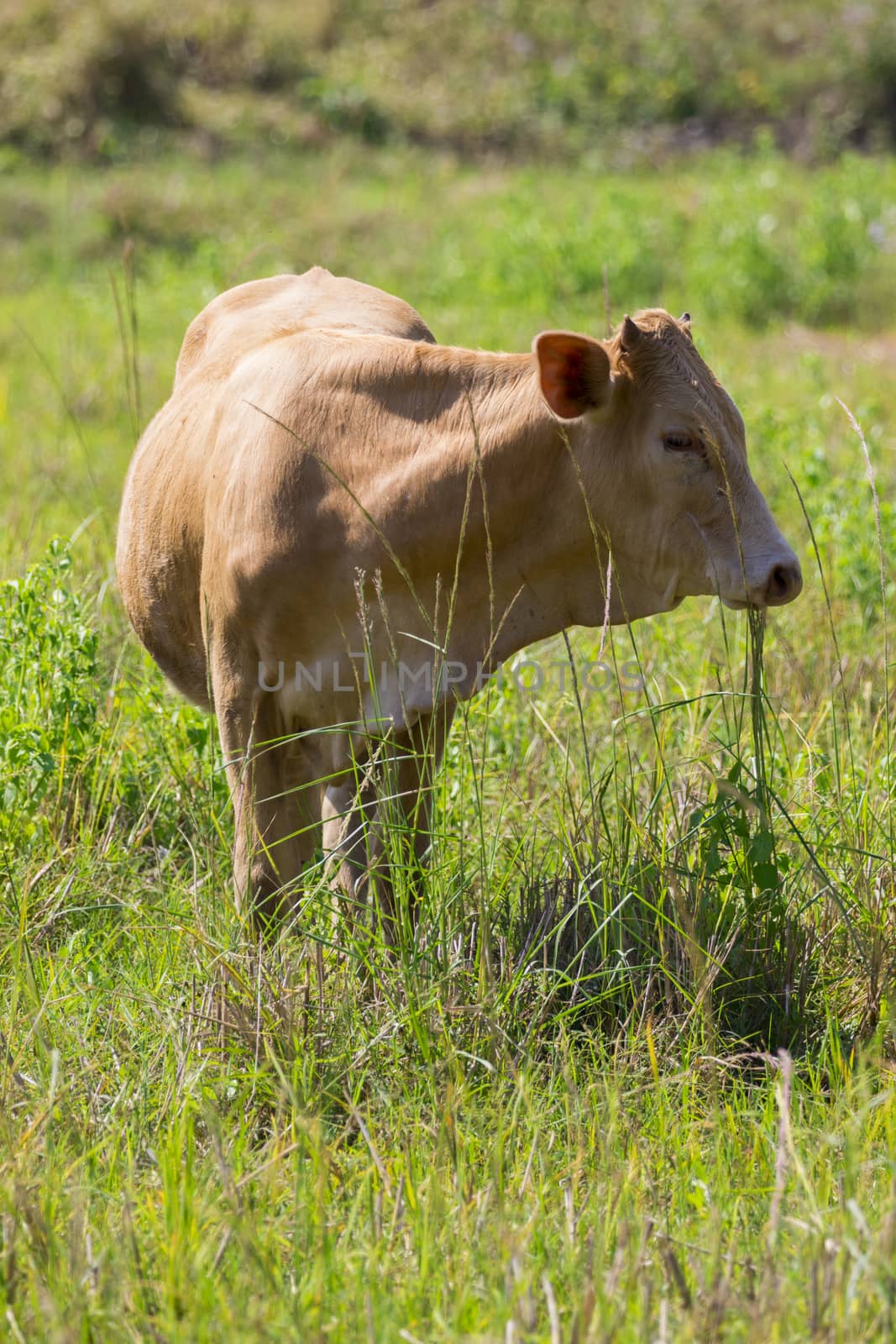 Image of brown cow on nature background. Farm Animam.