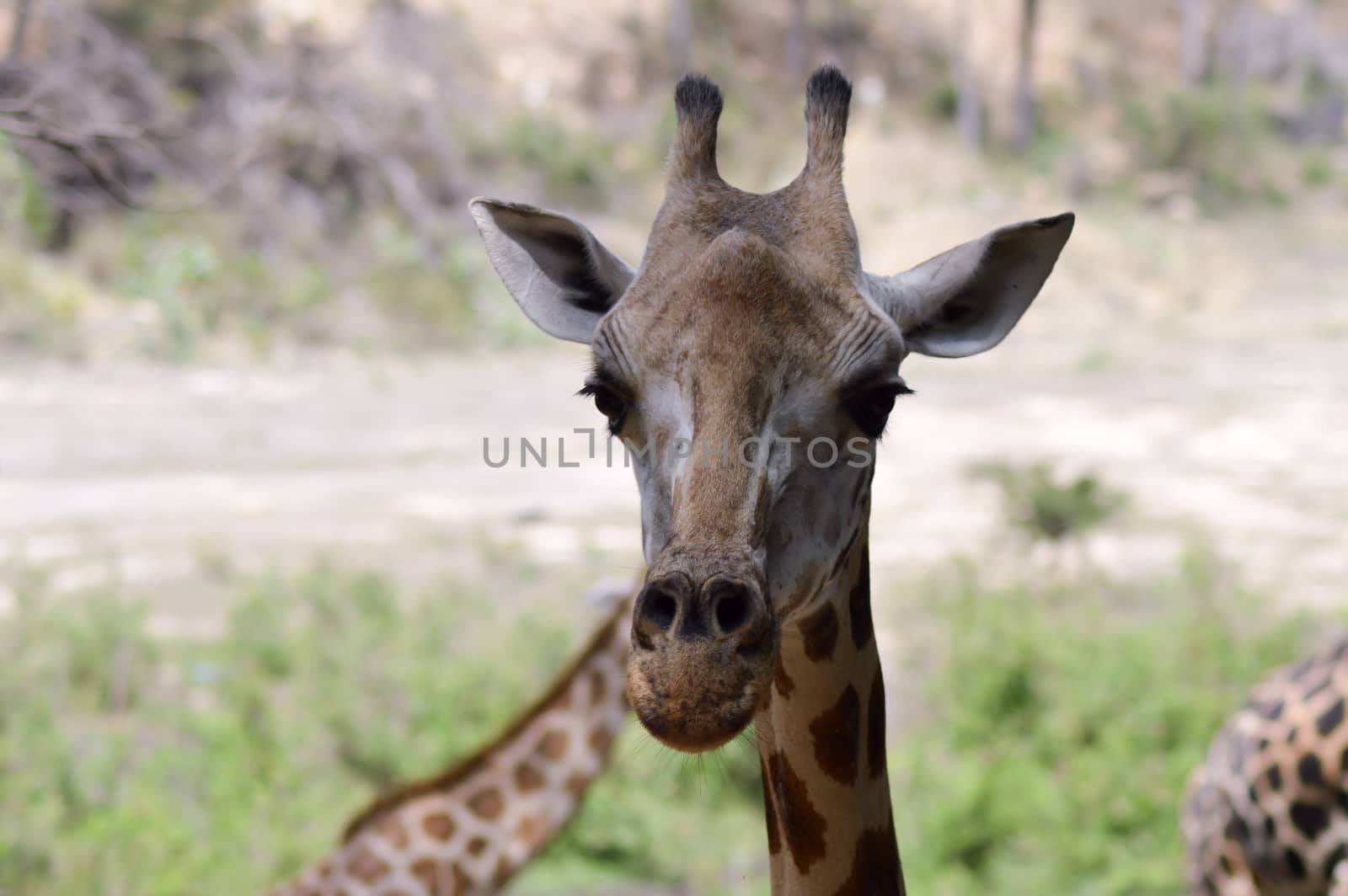 Giraffe head in a park  by Philou1000