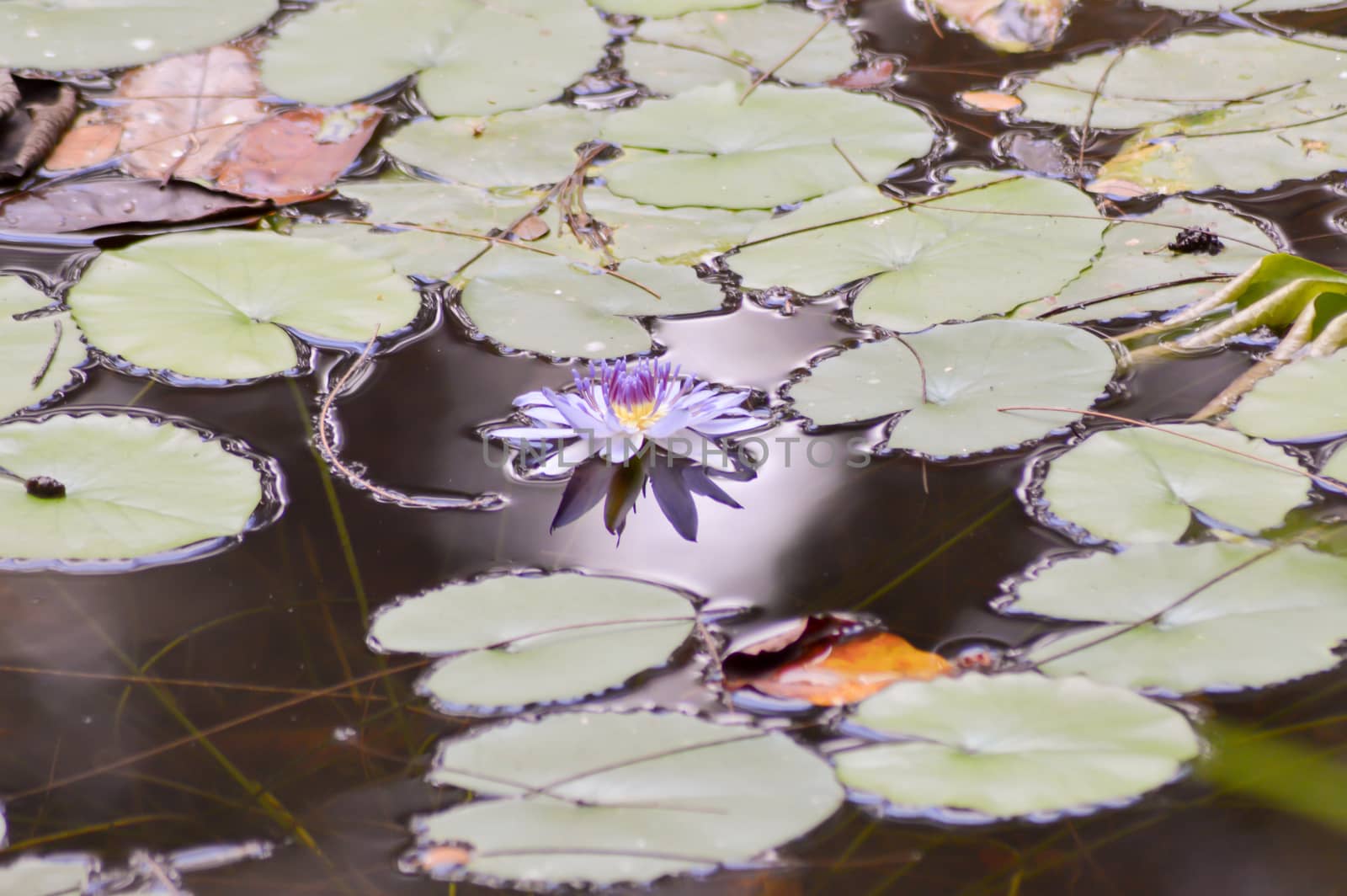 Flower and water lily leaves  by Philou1000