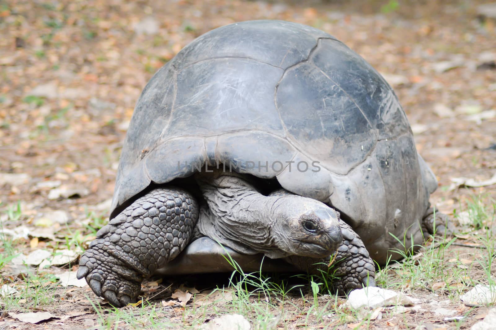 Big busy land turtle  by Philou1000