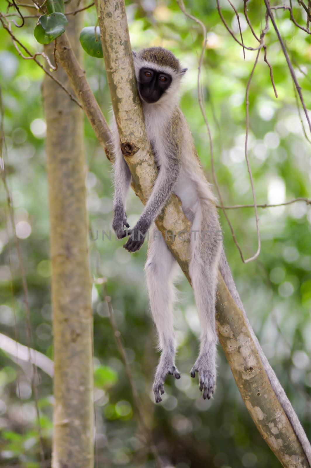 Monkey vervet in a relaxed  by Philou1000