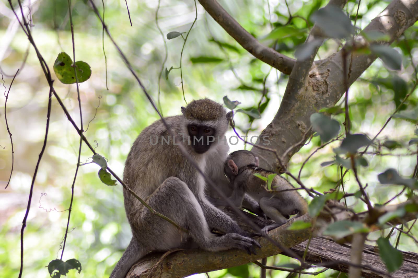 Vervet monkey and its young  by Philou1000