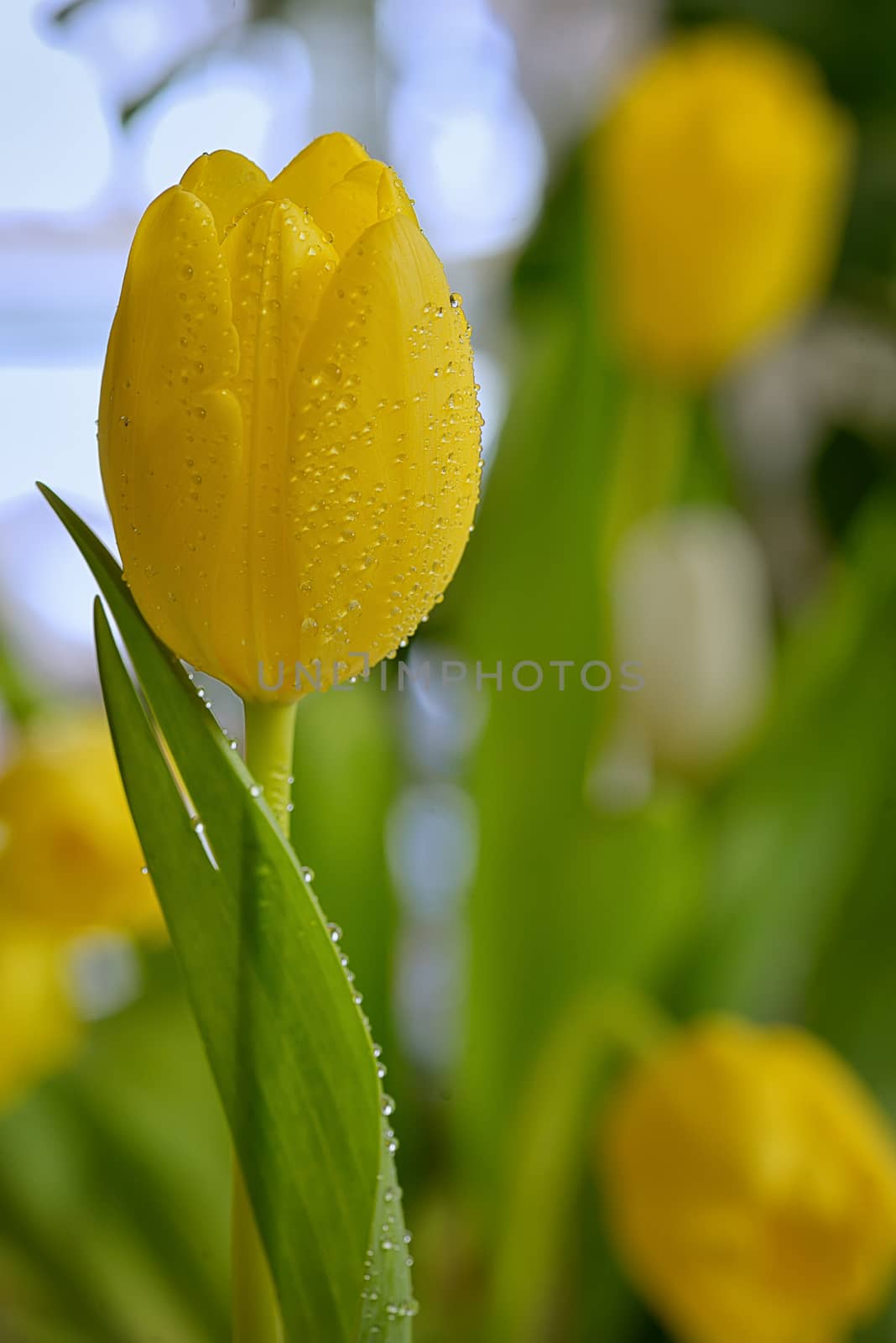 Yellow tulip with dew drops in spring time