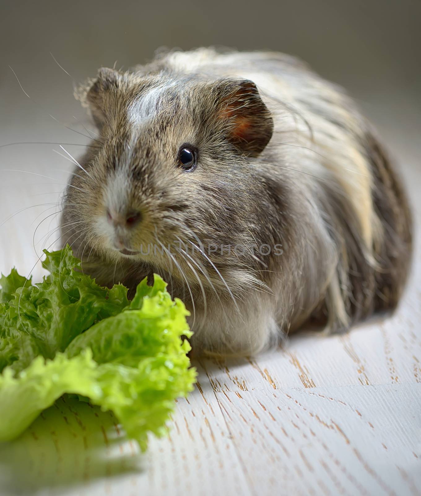 brown guinea pig and salad leaf