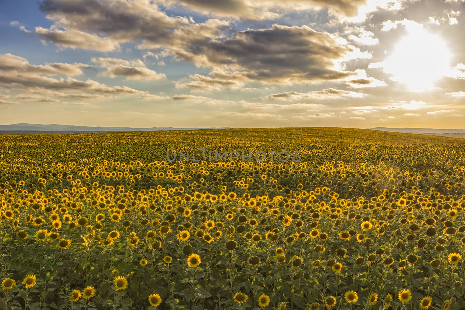 field of blooming sunflowers by EdVal