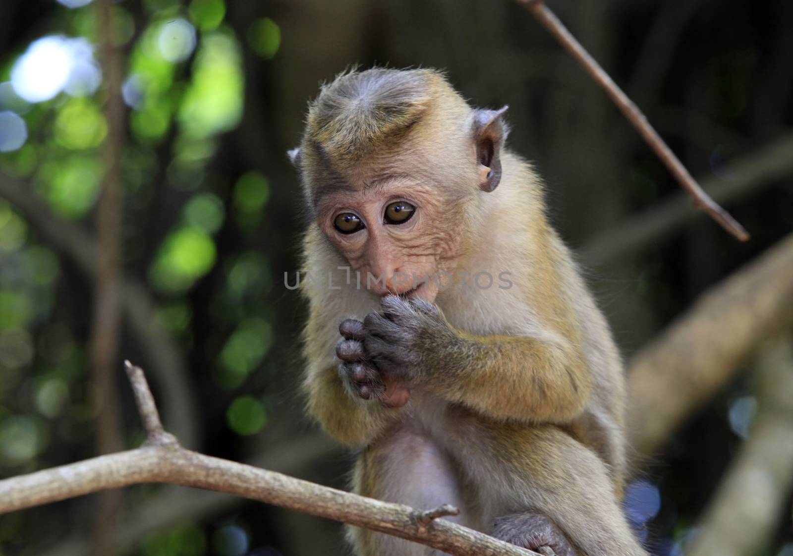 Portrait of the monkey in Sigiria, Sri Lanka