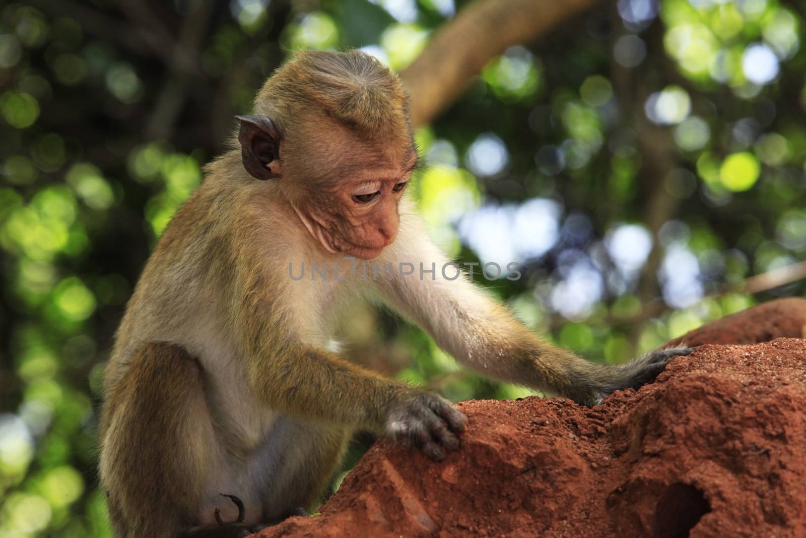 Portrait of the monkey in Sigiria, Sri Lanka
