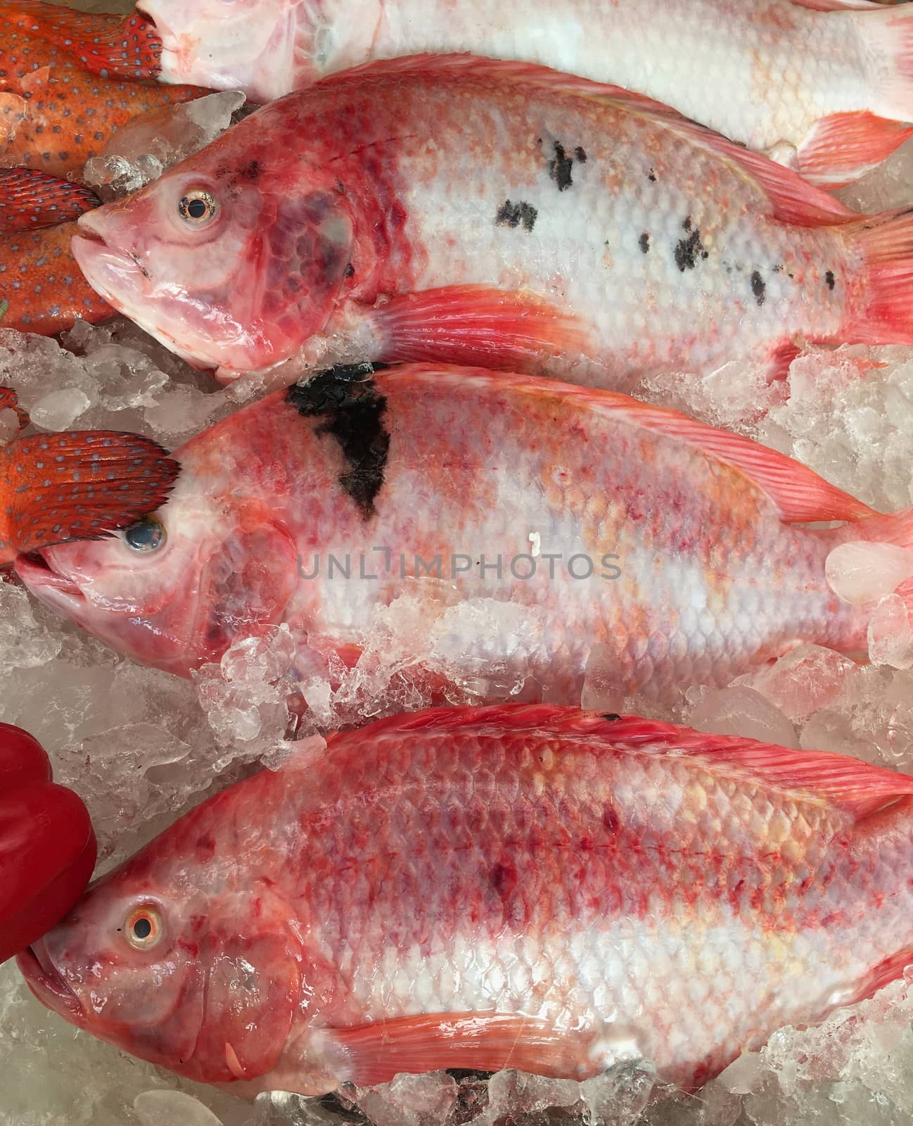 Tilapia raw fish on ice in market.  Red fresh fishes.