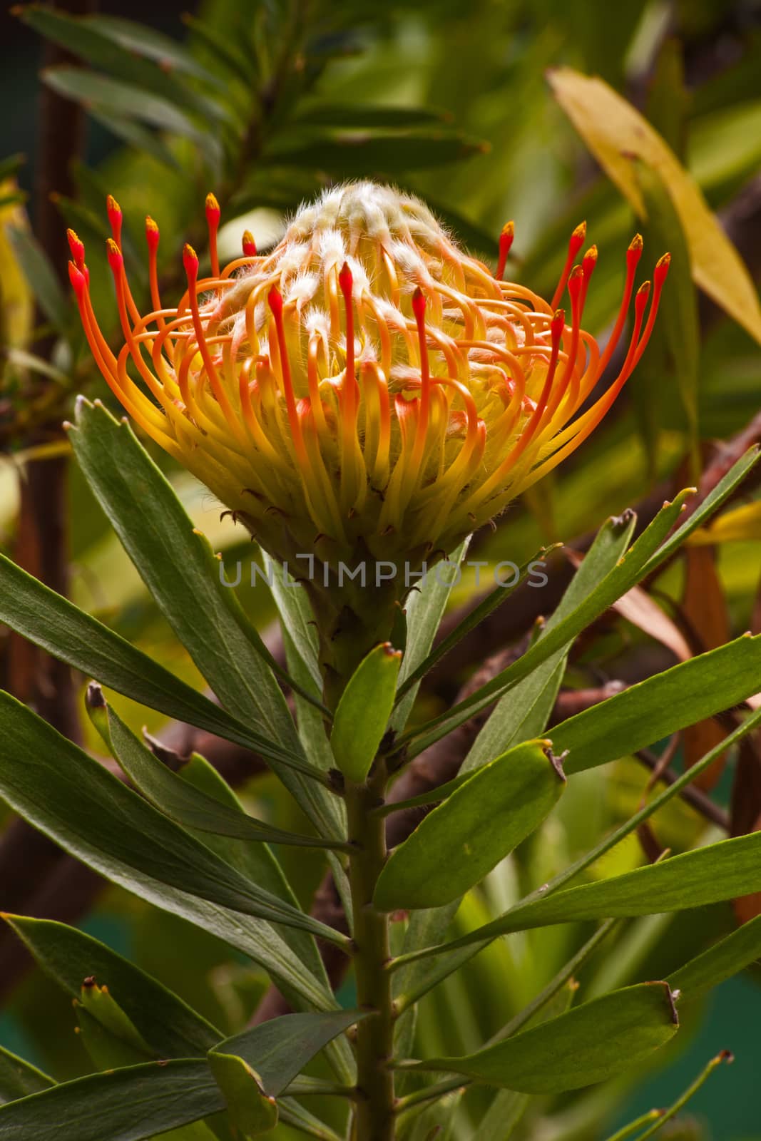 Pincushion (Leucospermum cordifolium) by kobus_peche