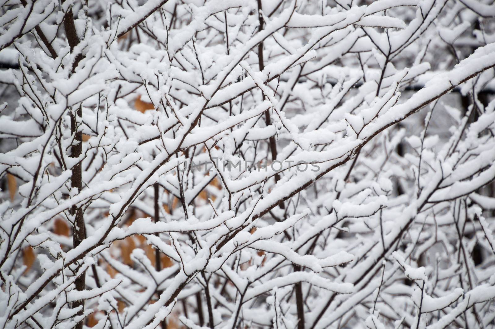 This abstract design is random and geometric and quite pretty.  It shows the underneath of snow covered tree branches in winter.