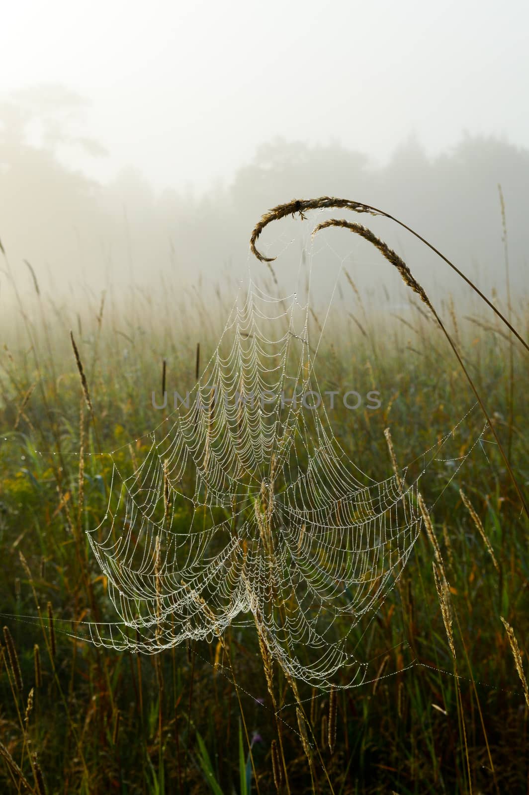 Trees in the fog in the background and the cobweb is covered in tiny water droplets from the mist and dew in the pasture landscape.