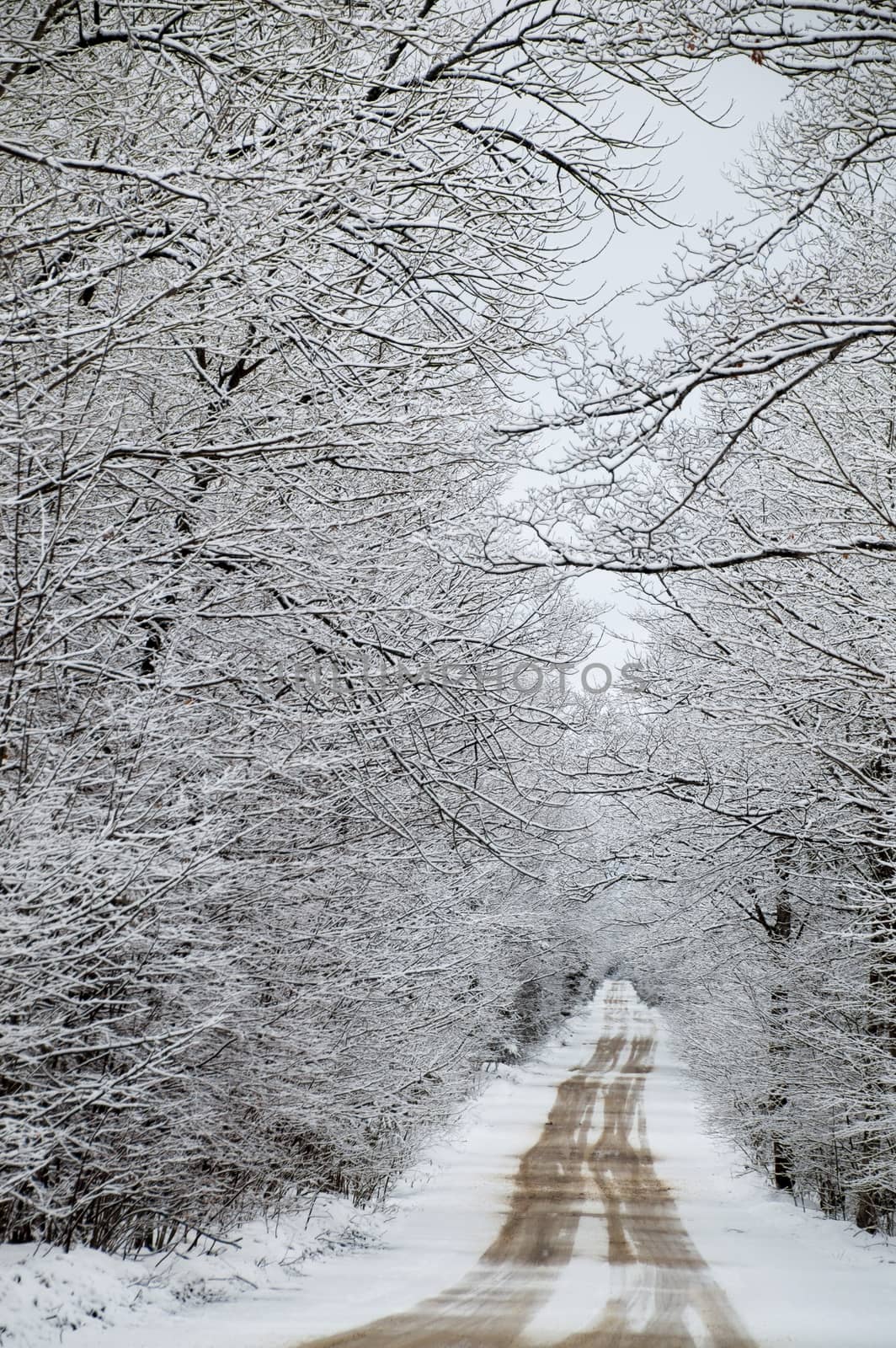 Snow laden deciduous trees line the snowy road.