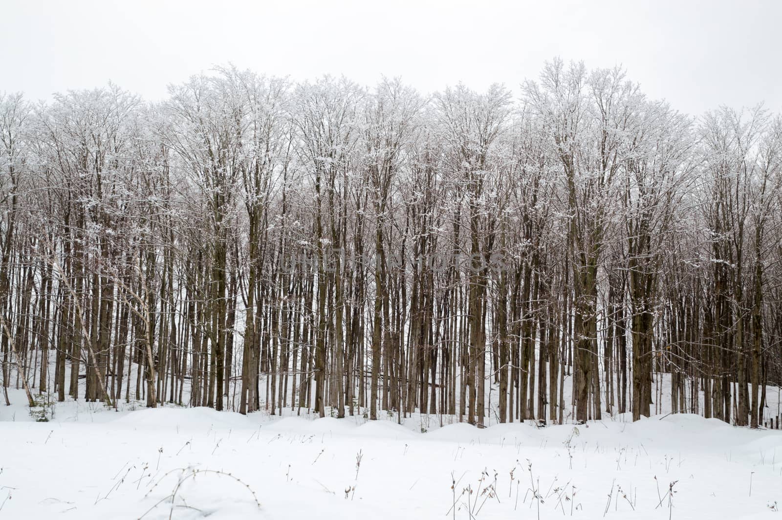 Solid mass of deciduous trees with branches and trunks covered with snow. Open white space of snowy pasture.