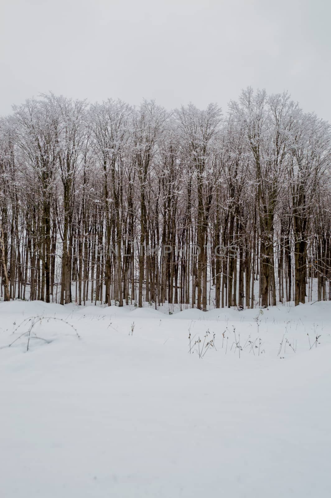 Snowy woods with Maple trees in a field landscape by Sublimage