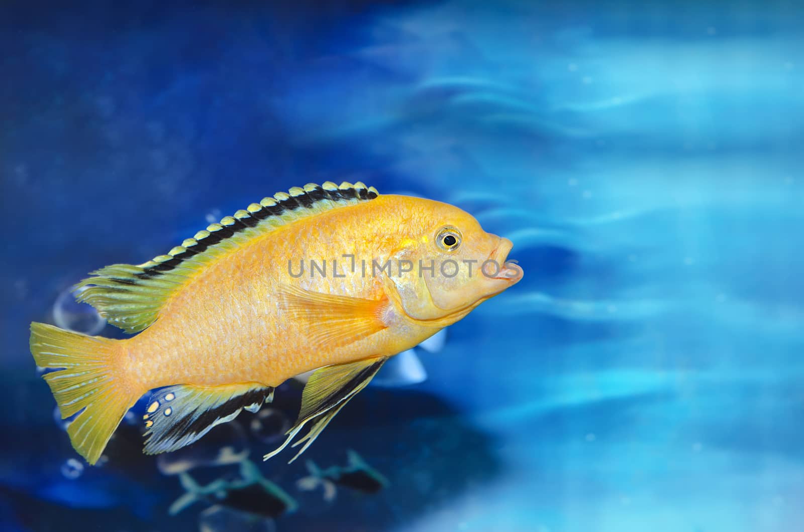 Aquarium blue background with one yellow fish. by Gaina