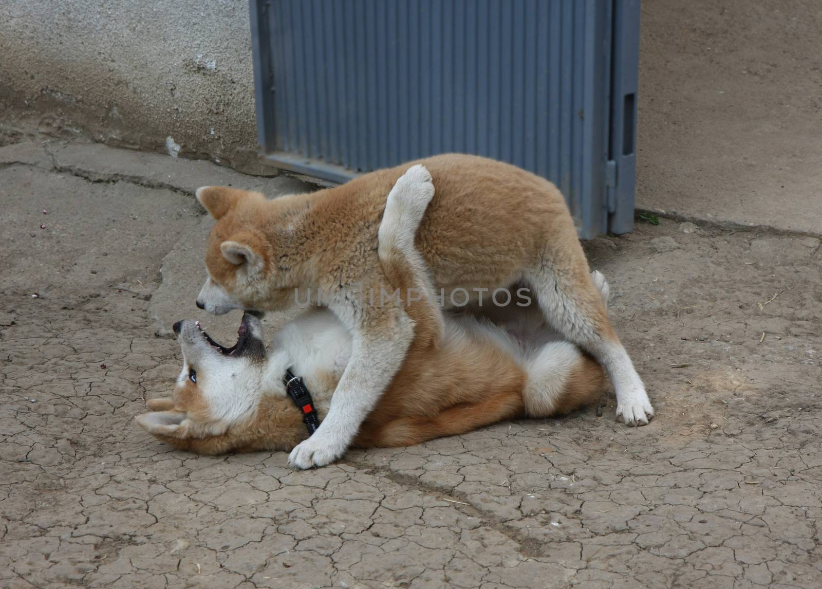Cute Akita Inu puppies playing in the yard
