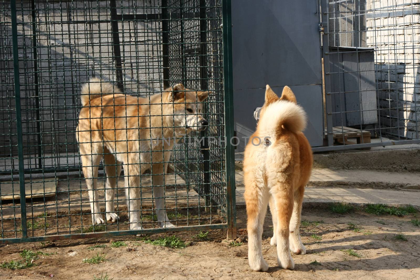 Curious Akita Inu puppy visiting his relatives