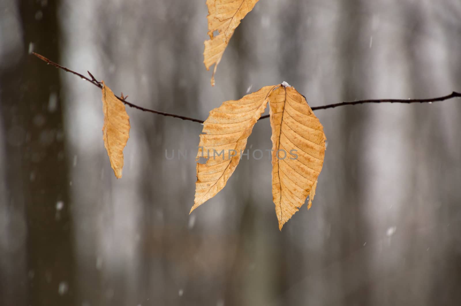 Bright orange beech leaves flutter in the wind on the tree branches. Maple and beech trees in the background have no leaves in the winter snow. Snow is coming down.