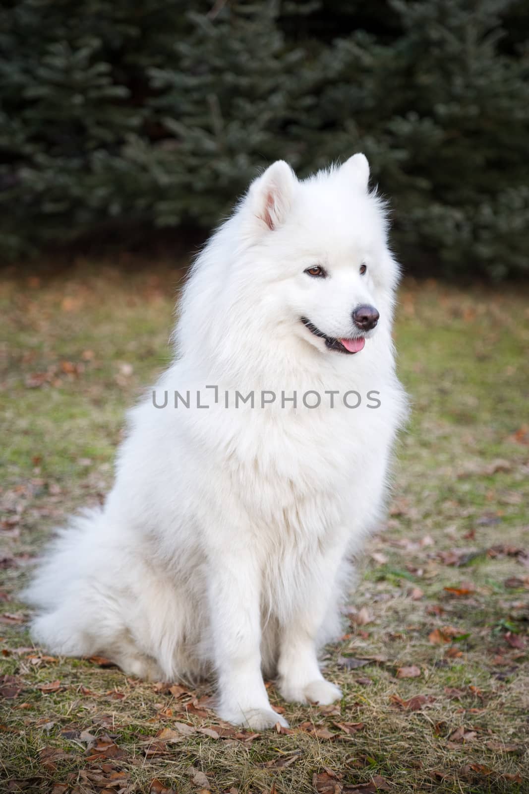 The samoyed "dog on the grass in the park