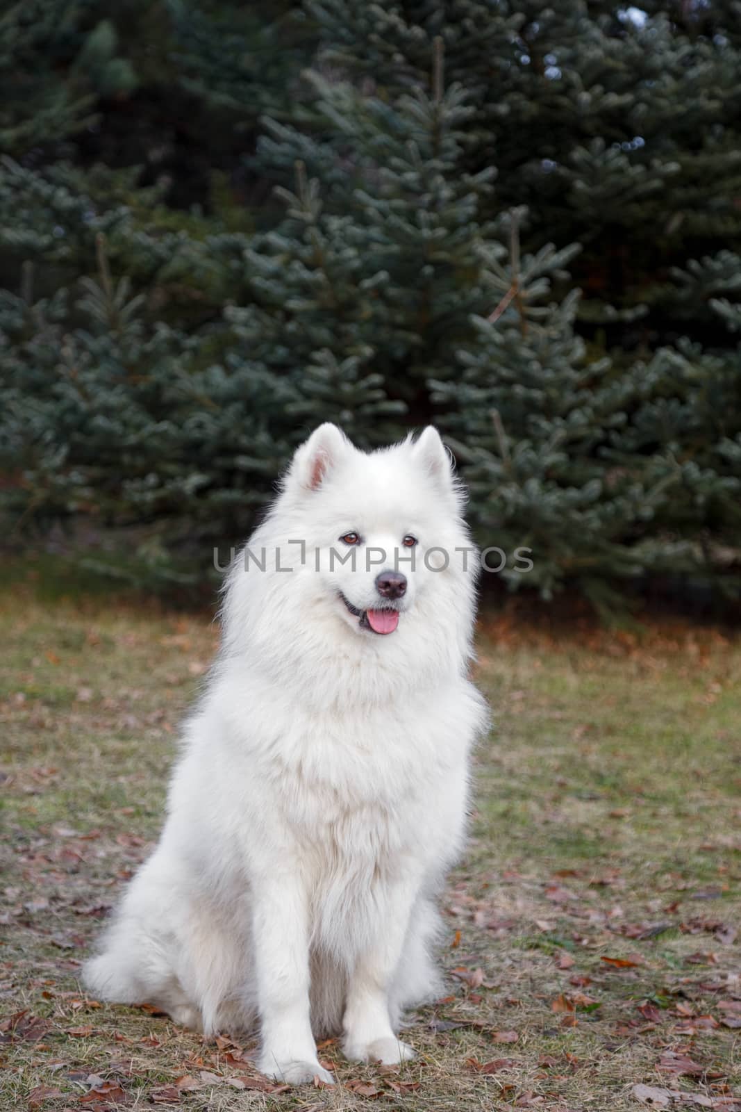 The samoyed "dog on the grass in the park