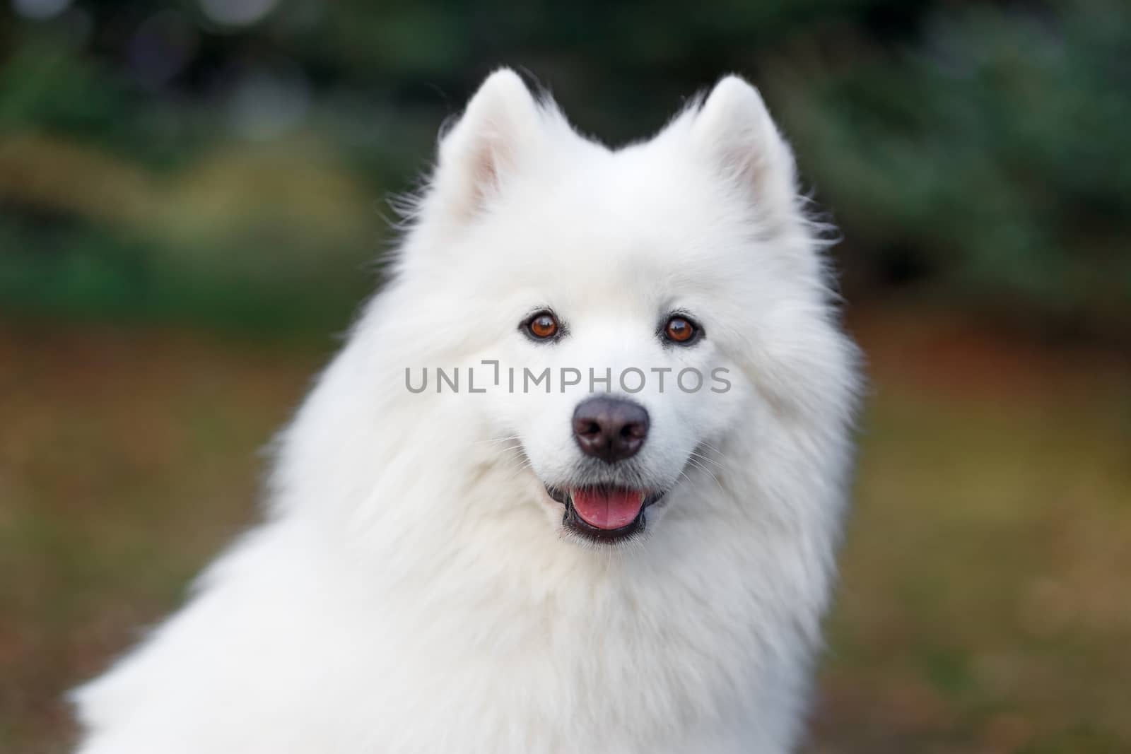 The samoyed "dog on the grass in the park