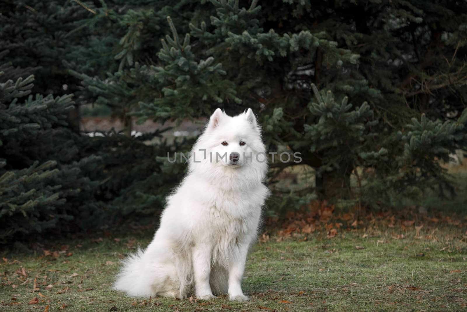 The samoyed "dog on the grass in the park