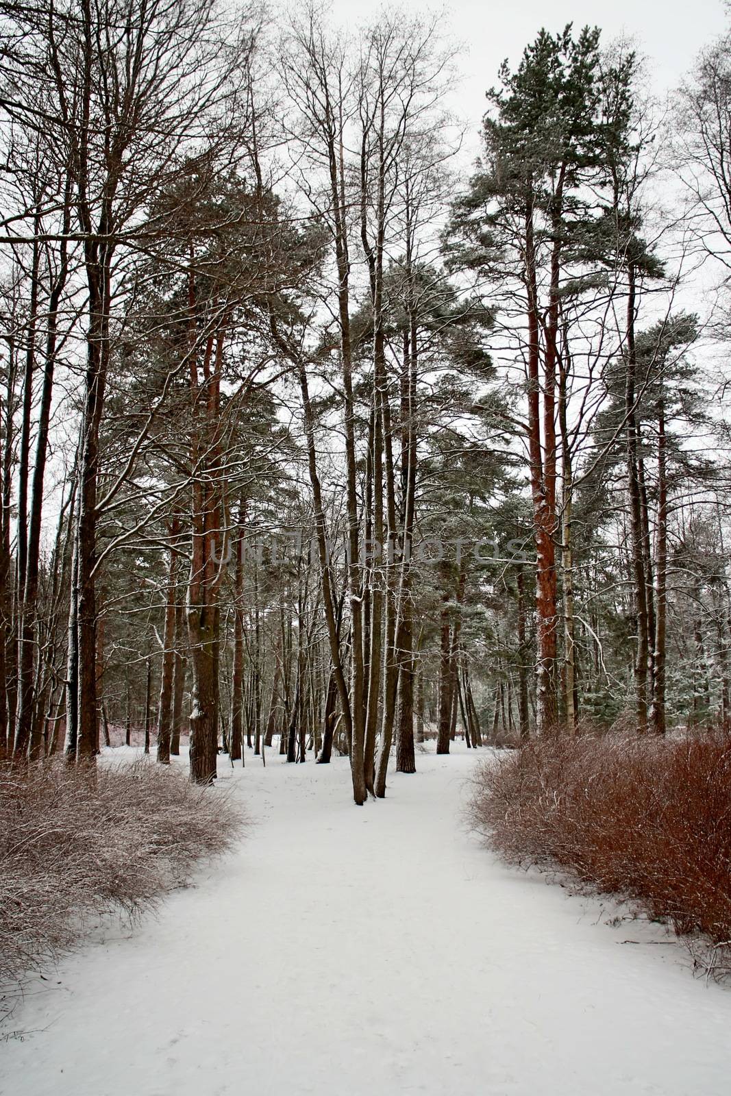 footpath in a snowy park winter landscape