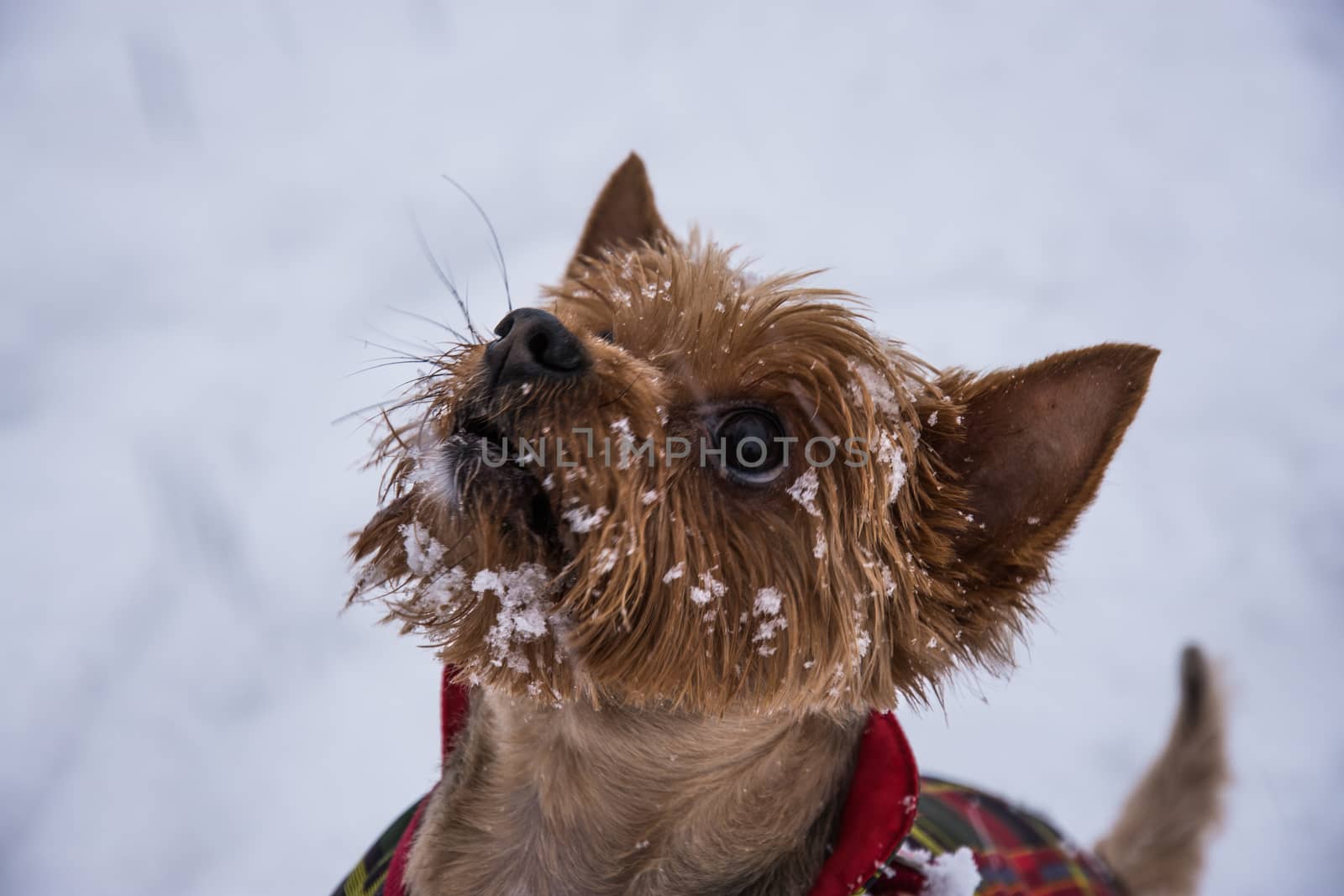 Cute dog playing in the snow with flakes