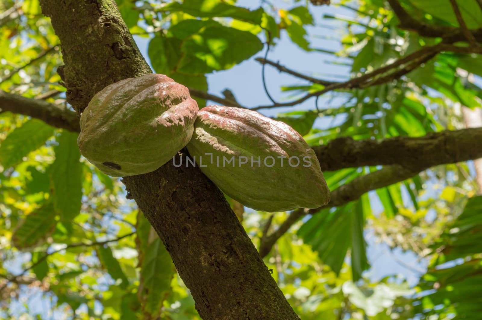 2 cocoa pods growing in Saint Lucia for making chocolate