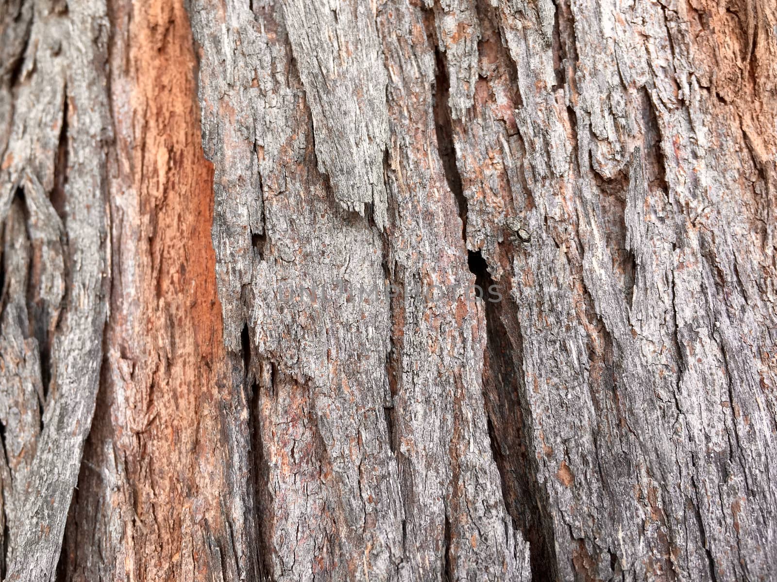 Texture of bark trunk closeup, can use as natural background.