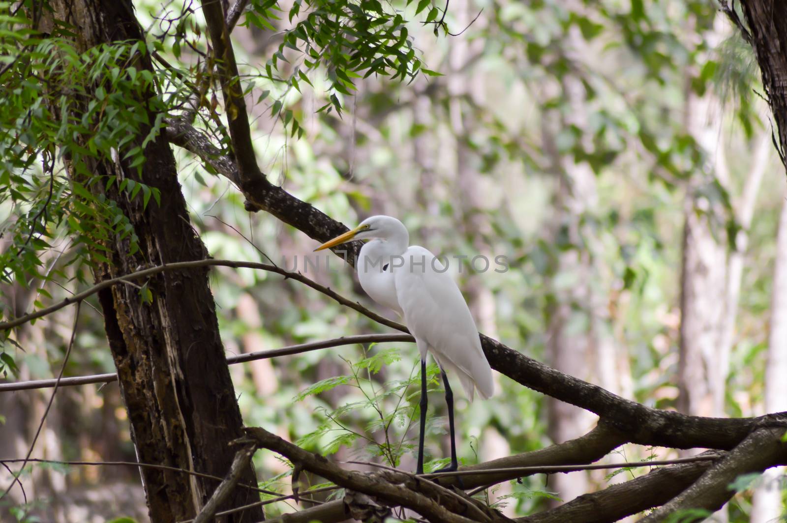 White heron in the rainforest  by Philou1000