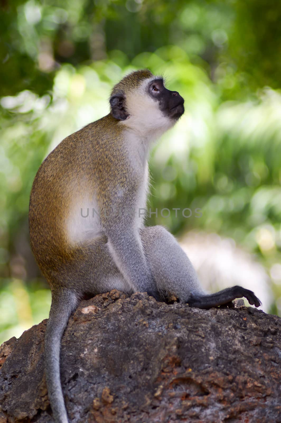 Monkey vervet posed on a rock looking up at a park in Mombasa, Kenya