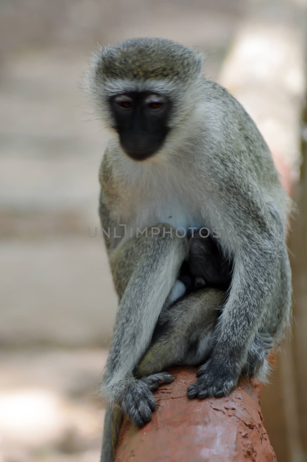 Monkey vervet on a barrier  by Philou1000