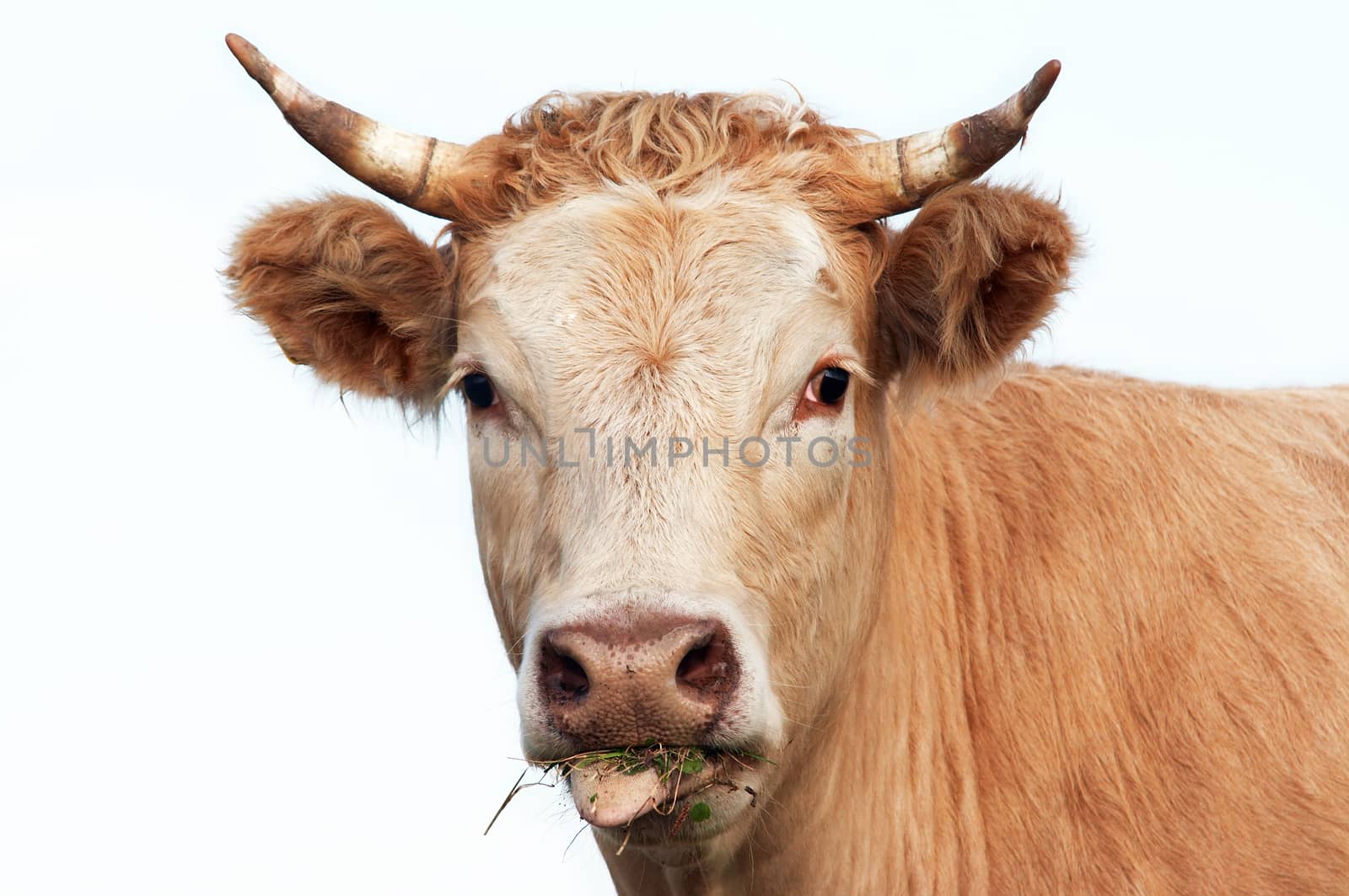 Detail of the head of eating cow