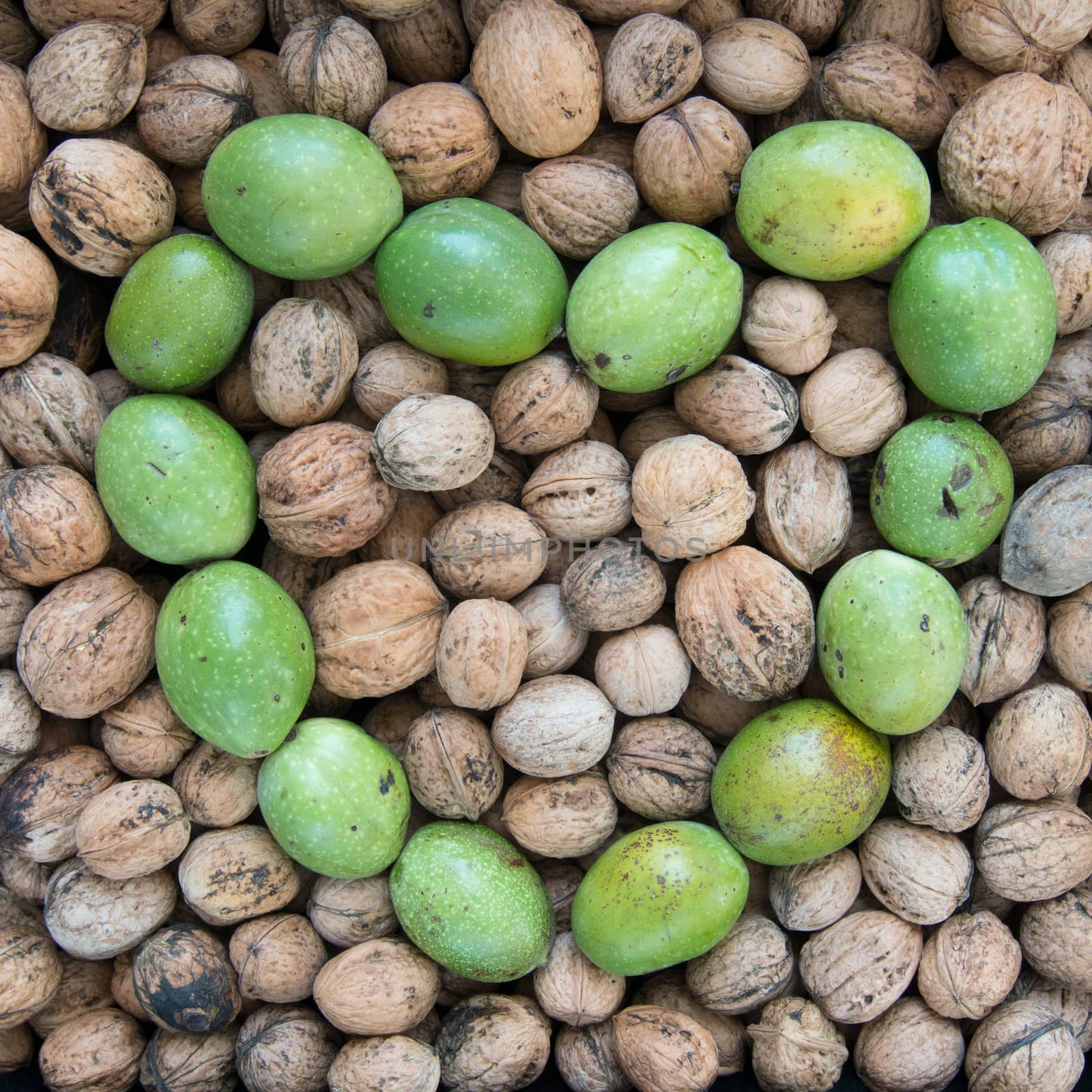 Ripe and unripe walnuts by Mibuch