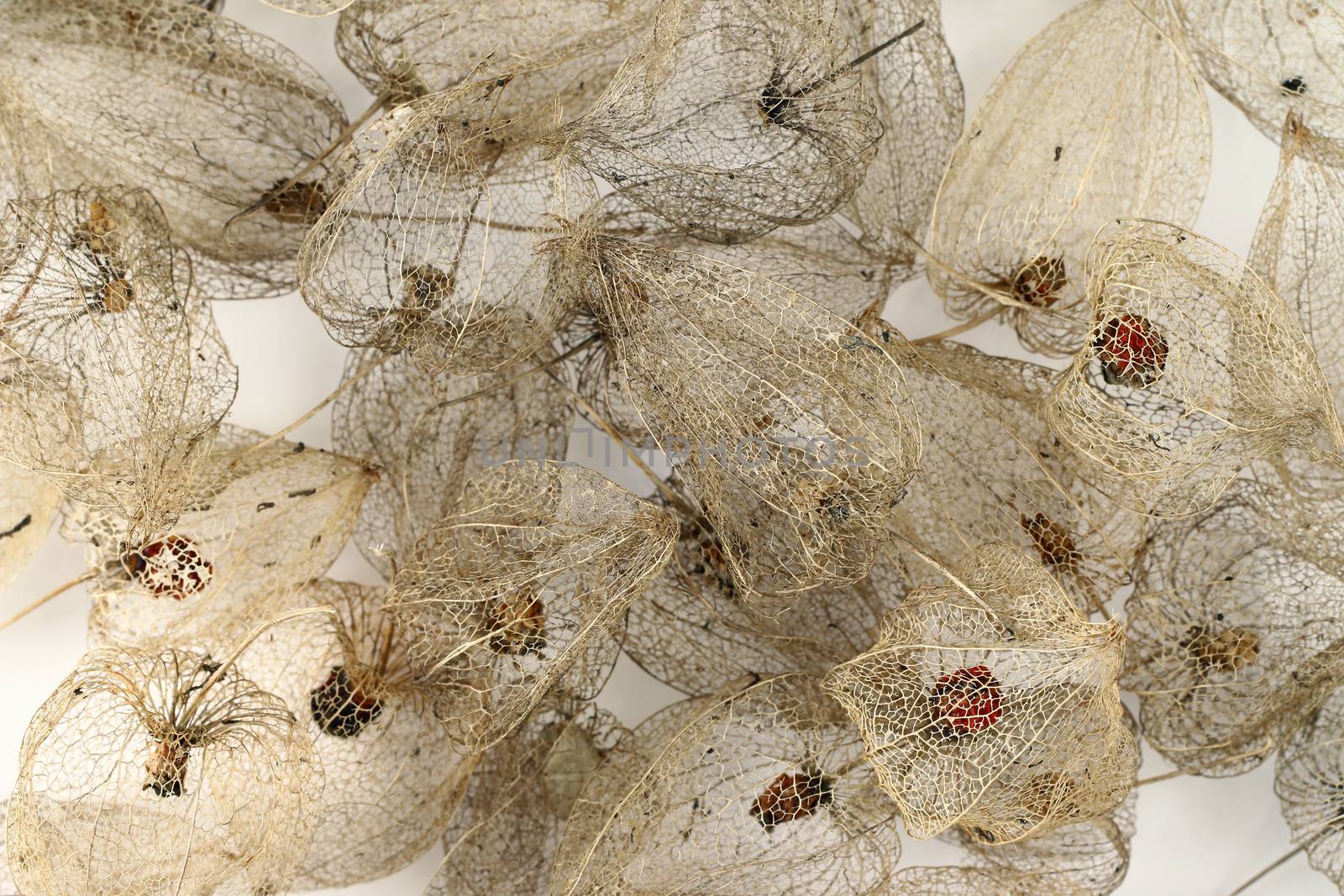 Detail of the dried fruits of Cape gooseberry