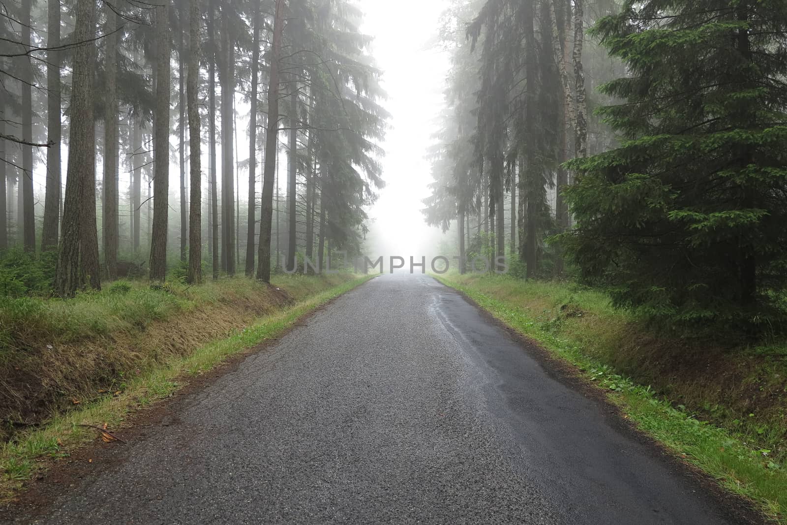 Empty road in the misty spruce forest by Mibuch