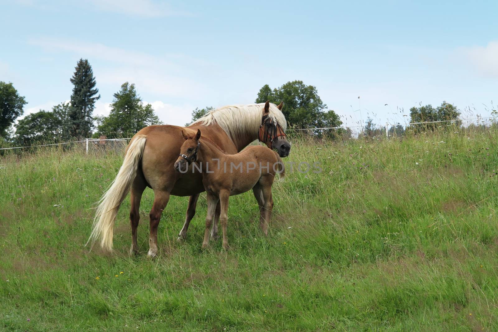 Bay mare with colt by Mibuch