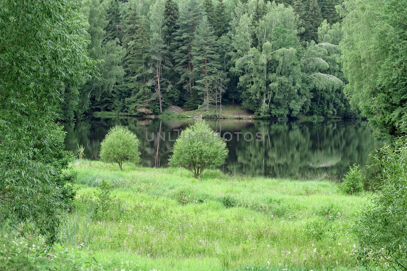 Image of the water surface of lake in the forest