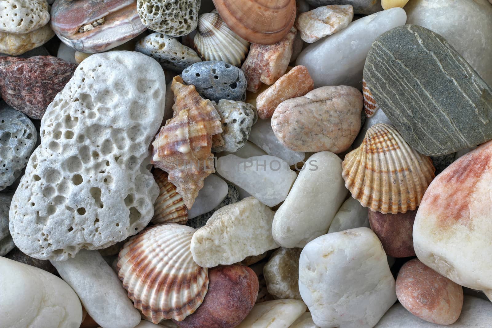 Detail of the various sea pebbles on the beach with shells