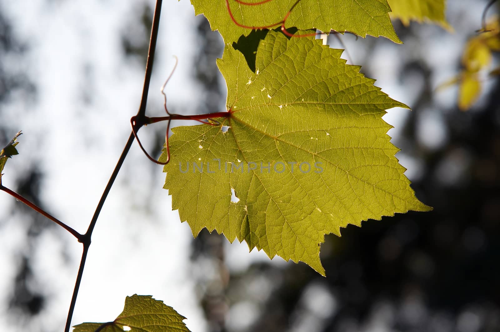 Leaves of wine grape by Mibuch