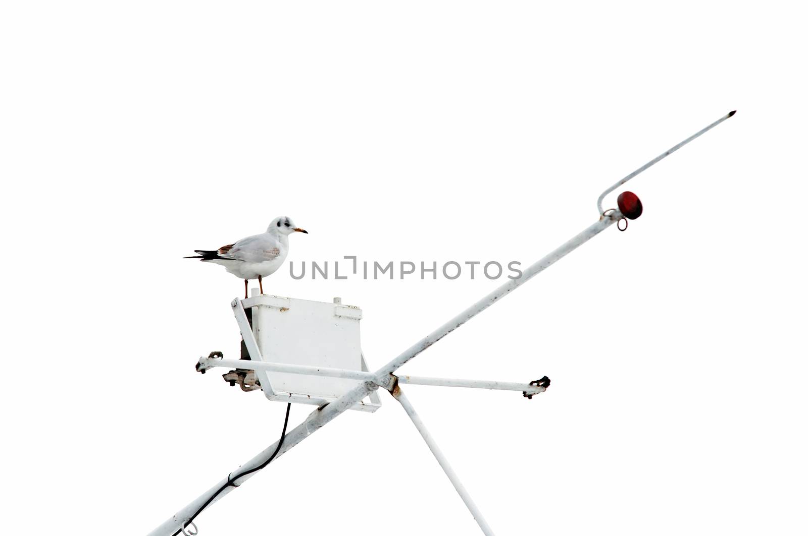 Image of the gull - laughing gull