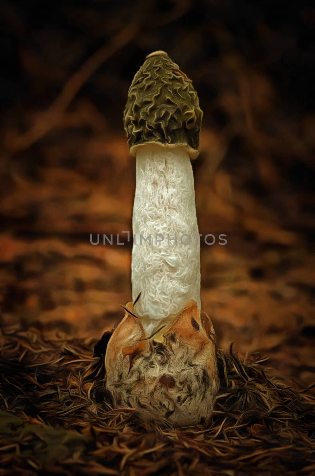 Mushroom - Common Stinkhorn - Phallus Impudicus by Mibuch